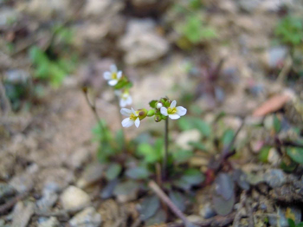 Piccola Brassicacea da det. 2